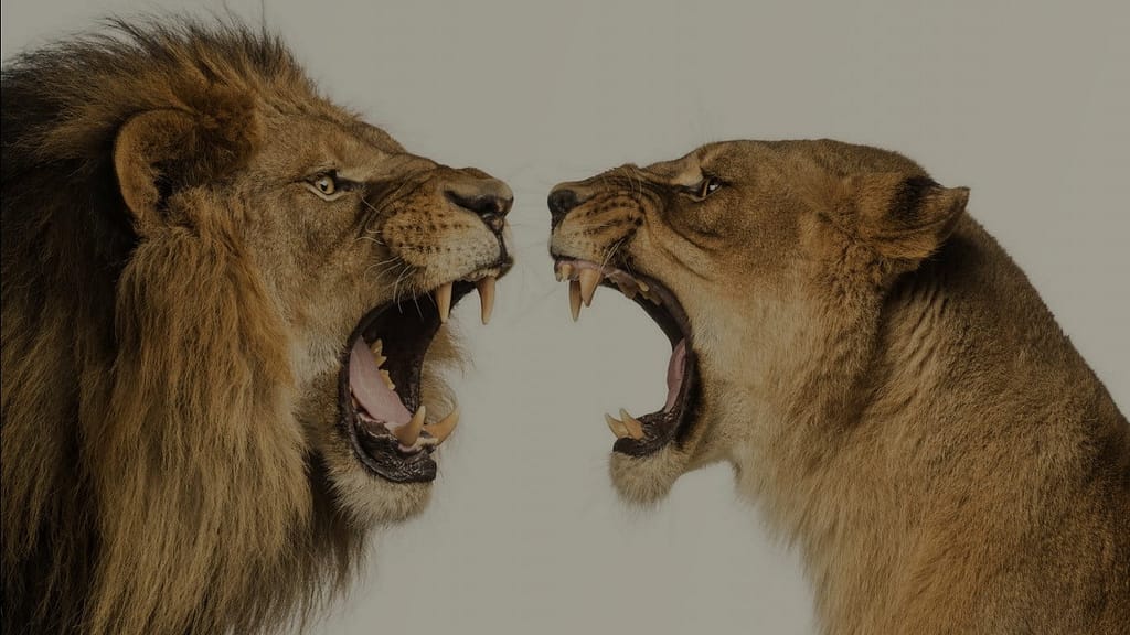 How To Easily Find Image Size Using Python? (3 Methods) 2 Our test image "Lions.jpg"